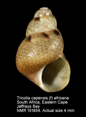 Tricolia capensis (f) africana.jpg - Tricolia capensis (f) africana (Bartsch,1915)